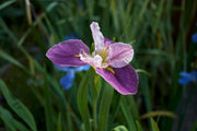 iris louisiana colorific marginal pond plants mp053
