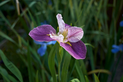 iris louisiana colorific marginal pond plants mp053