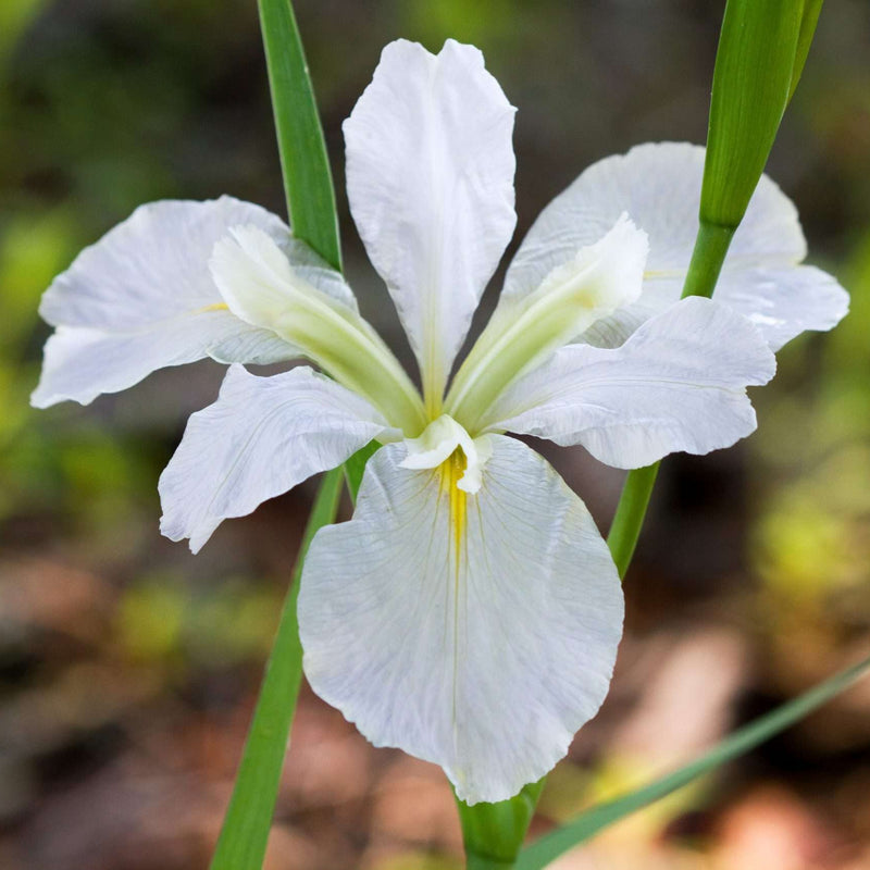 iris louisiana her highness marginal pond plants mpa129