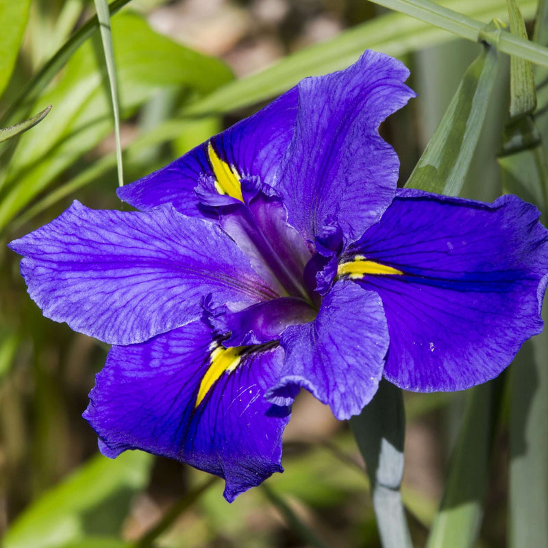 iris louisiana pegaletta marginal pond plants mp056