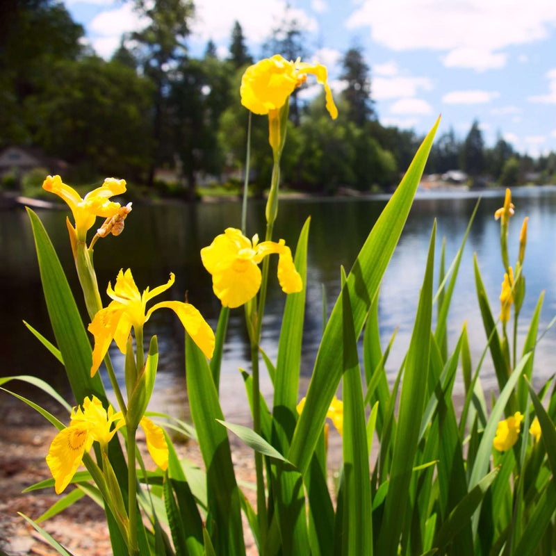 yellow flag iris iiris pseudacorus mp057