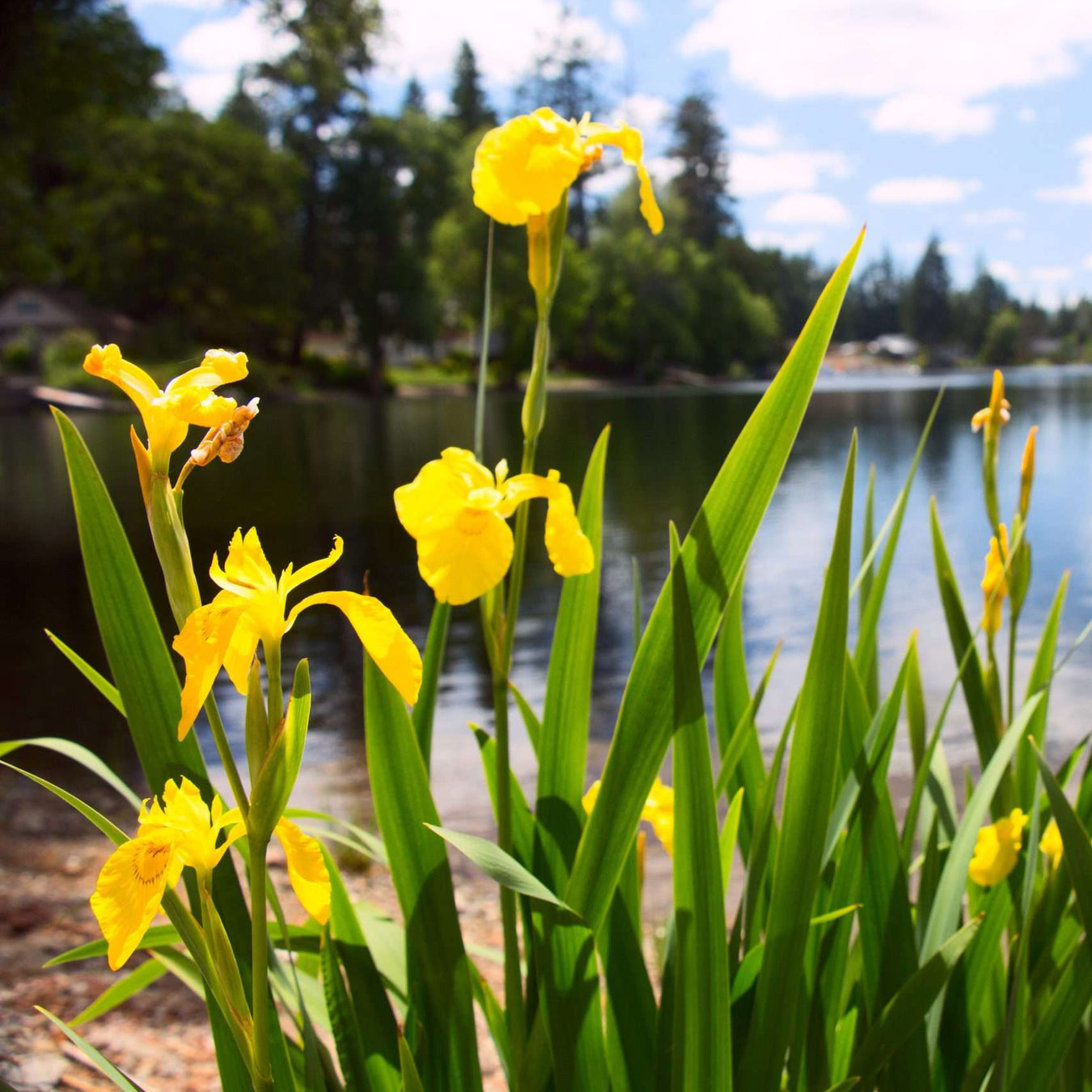 yellow flag iris iiris pseudacorus mp057