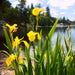 Yellow Flag Iris (Iris pseudacorus)