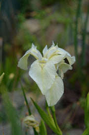 iris pseudacorus bastardii marginal pond plants mp131a