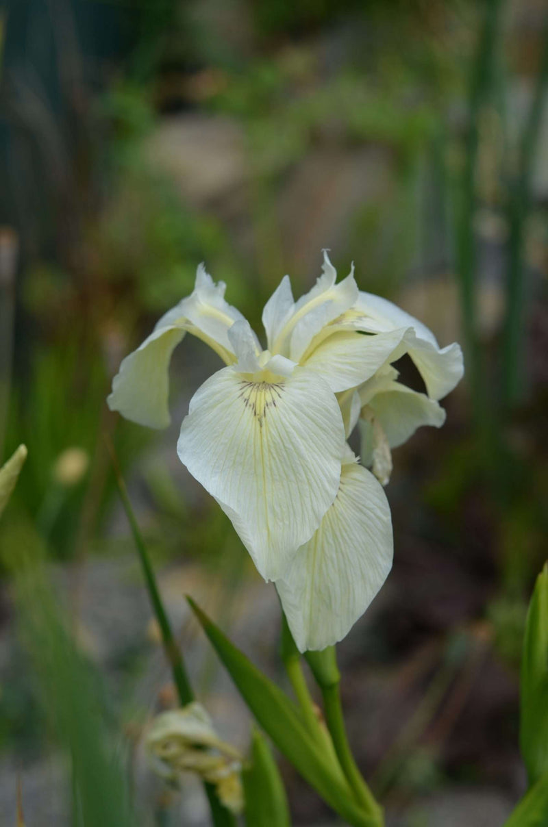 iris pseudacorus bastardii marginal pond plants mp131a