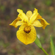 iris pseudacorus berlin tiger mp059