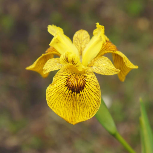 Iris pseudacorus 'Berlin Tiger'