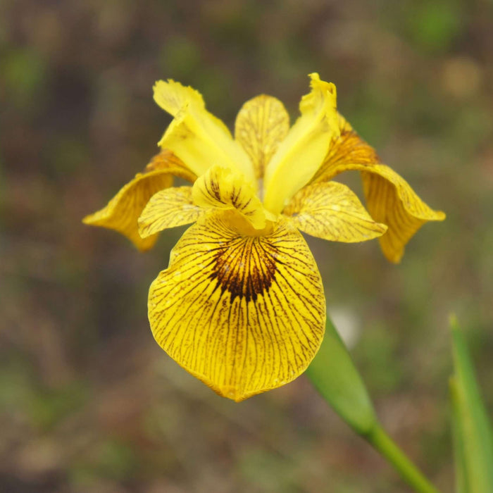 Iris pseudacorus 'Berlin Tiger'