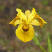 Iris pseudacorus 'Berlin Tiger'