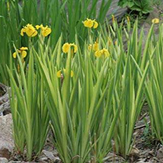iris pseudacorus variegata mp058