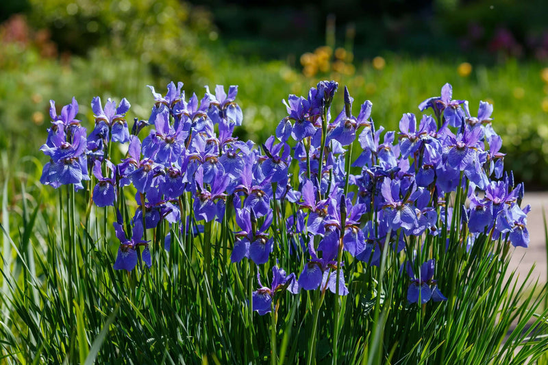 iris sibirica perrys blue marginal pond plants bp118
