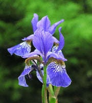 iris sibirica perrys blue marginal pond plants bp118