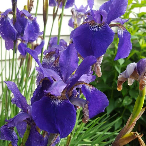 Iris sibirica 'Blue'