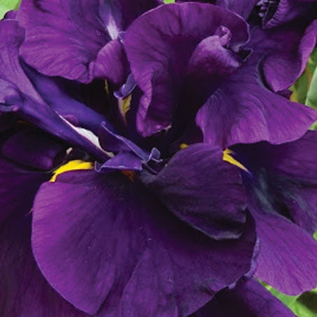 iris ensata eileens dream marginal pond plants bp055