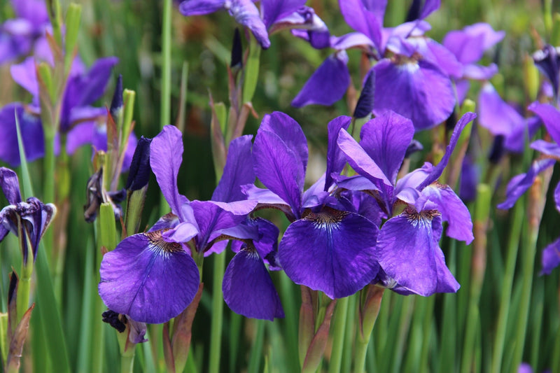 Iris sibirica (Siberian Flag Iris)