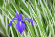 iris laevigata var marginal pond plants mpa127