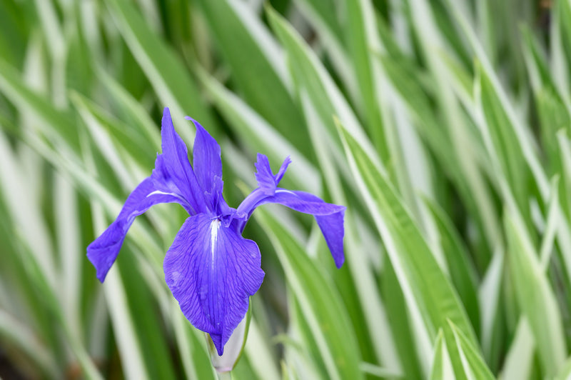 iris laevigata var marginal pond plants mpa127