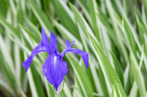 iris laevigata var marginal pond plants mpa127