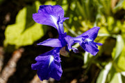iris laevigata var marginal pond plants mpa127