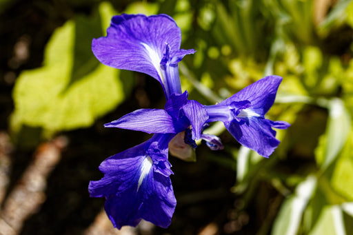 iris laevigata var marginal pond plants mpa127