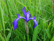 iris laevigata blue marginal pond plants mp048