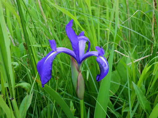 iris laevigata blue marginal pond plants mp048