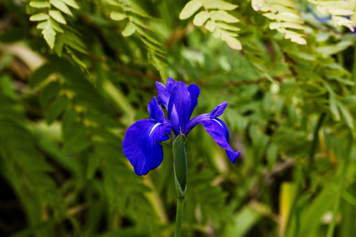 iris laevigata blue marginal pond plants mp048