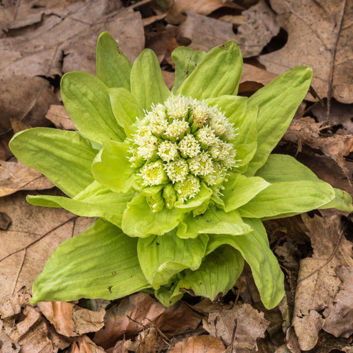 petasites japonicus variegated marginal pond plants mp089c