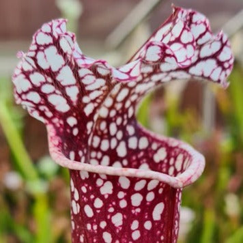 Sarracenia 'Bittoin'