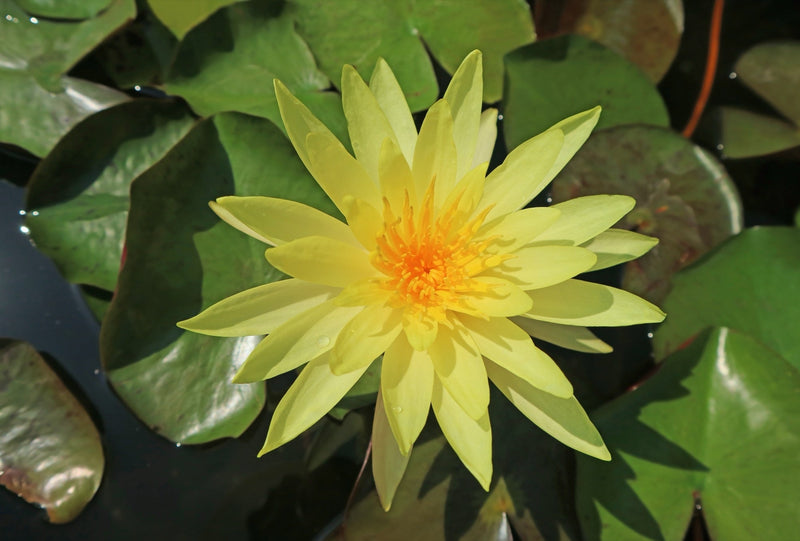 Nymphaea 'Joey Tomacik'