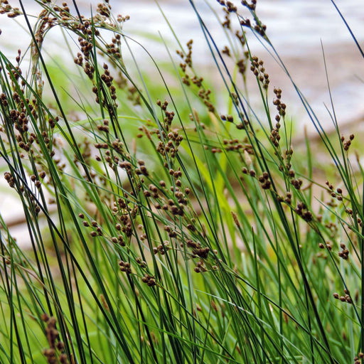 juncus inflexus hard rush marginal pond plants mp067