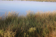 juncus maritimus sea rush marginal pond plants mp067a