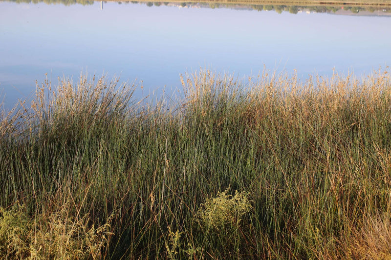 juncus maritimus sea rush marginal pond plants mp067a