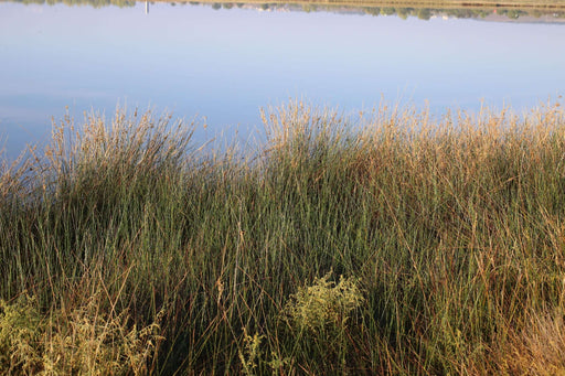 juncus maritimus sea rush marginal pond plants mp067a