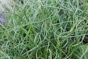 juncus effusus var spiralis corkscrew rush marginal pond plants mp065