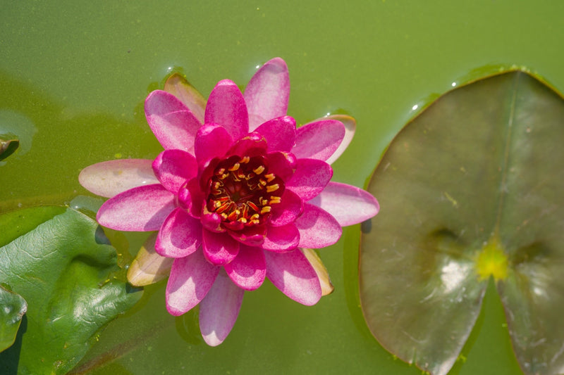 Nymphaea 'Laydekeri Fulgens'
