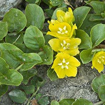 lysimachia nummularia creeping jenny marginal pond plants mp073