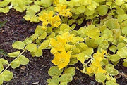 lysimachia nummularia aurea marginal pond plants mp074