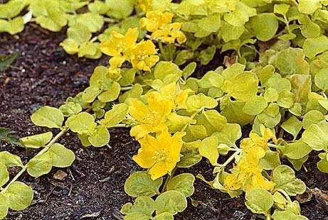 lysimachia nummularia aurea marginal pond plants mp074