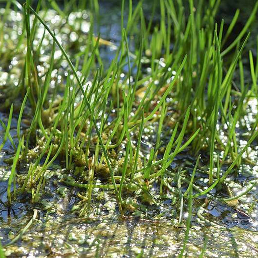 litorella uniflora marginal pond plants pond plants water plants ox026