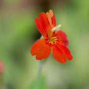 lobelia cardinalis marginal pond plants mbp071