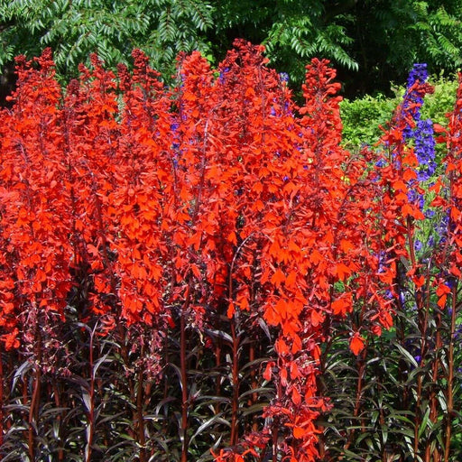 lobelia queen victoria red leaved lobelia marginal pond plants mp068