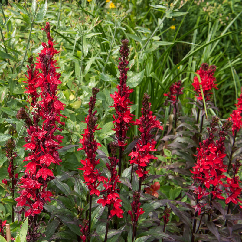 lobelia cardinalis marginal pond plants mbp071