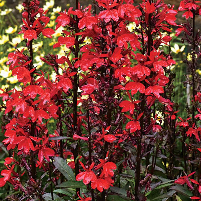 lobelia cardinalis marginal pond plants mbp071