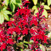 lobelia queen victoria red leaved lobelia marginal pond plants mp068