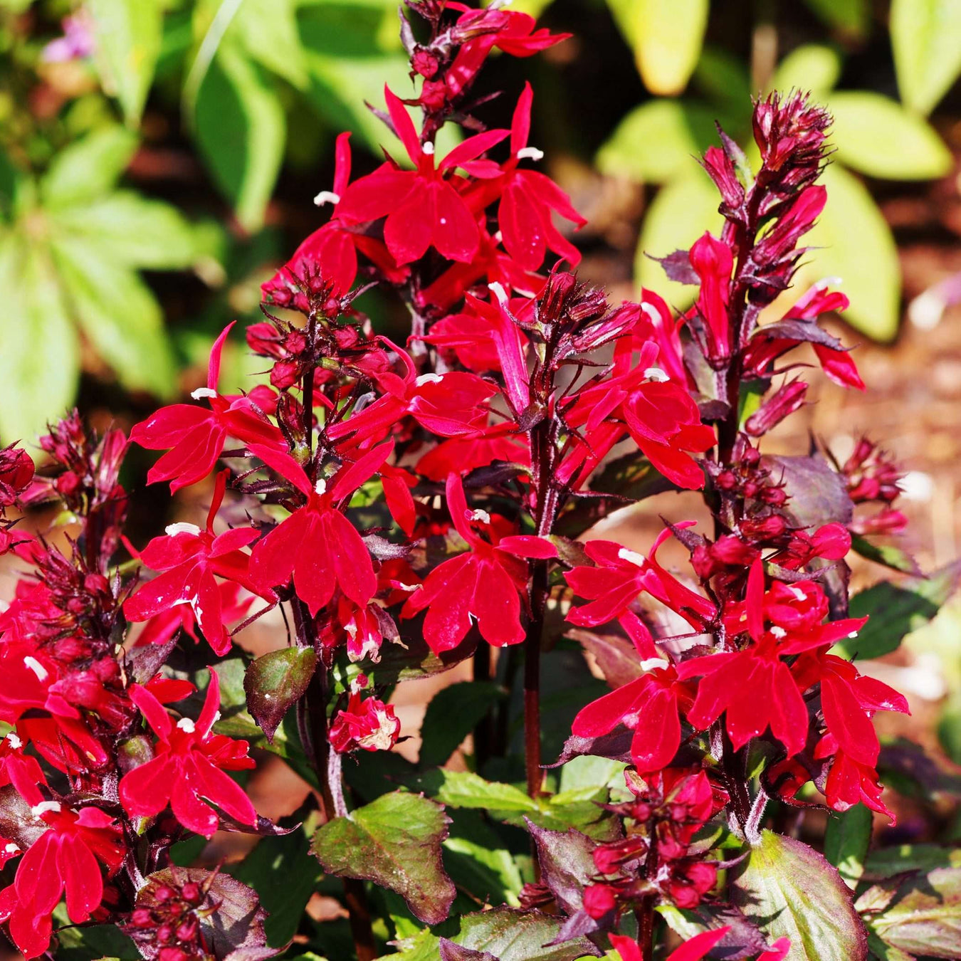 lobelia queen victoria red leaved lobelia marginal pond plants mp068