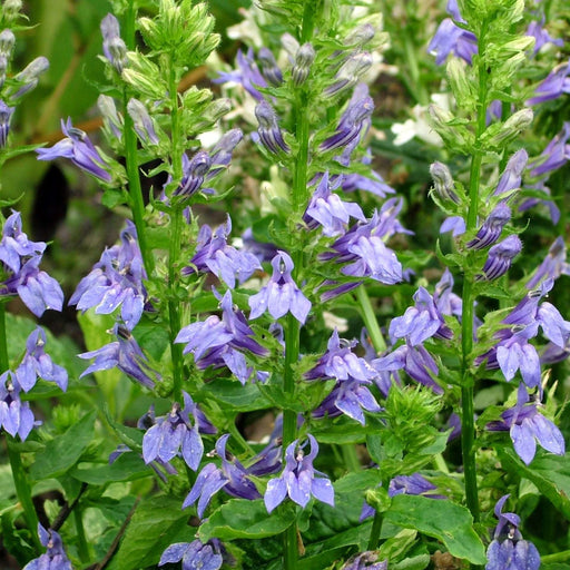 lobelia siphilitica blue lobelia marginal pond plants mbp072