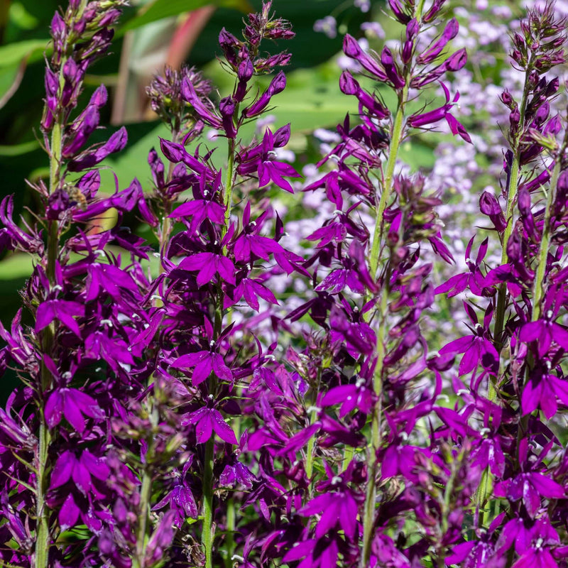 lobelia vedrariensis purple lobelia marginal pond plants mbp074