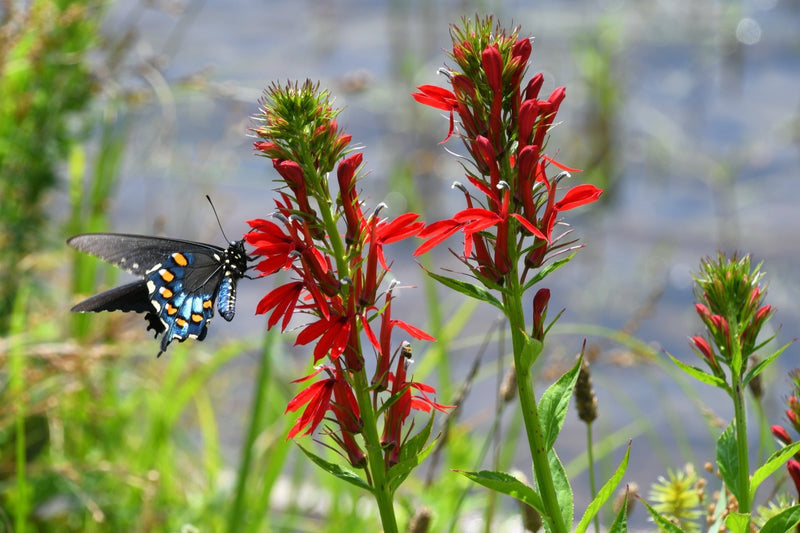 Lobelia cardinalis (Cardinal Flower)