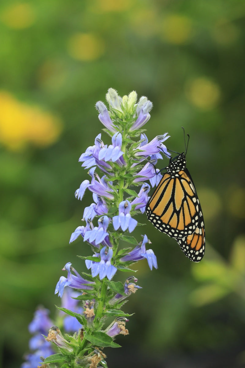 Lobelia siphilitica (Blue Lobelia)